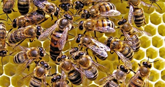 چگونگی زیست زنبور عسل