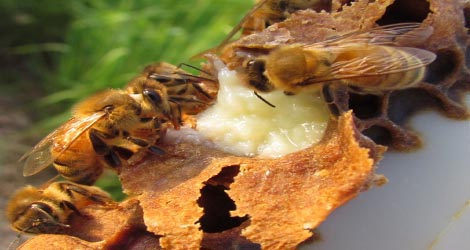  معجزۀ غذای ملکه زنبورعسل (رویال ژله) حکیم G جی